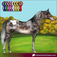 Horse Color:Brown Tobiano Appaloosa Rabicano