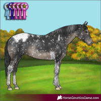Horse Color:Black Tobiano Appaloosa Rabicano 