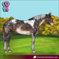 Horse Color:Brown Tobiano Snowcap Rabicano