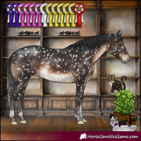Horse Color:Brown Tobiano Appaloosa Rabicano