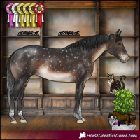 Horse Color:Brown Tobiano Appaloosa Rabicano 