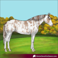 Horse Color:Red Dun Sabino