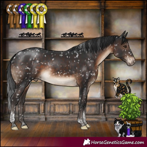 Horse Color:Brown Tobiano Appaloosa Rabicano 