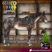 Horse Color:Brown Tobiano Appaloosa Rabicano 