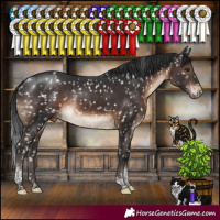 Horse Color:Brown Tobiano Appaloosa Rabicano 