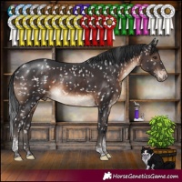 Horse Color:Brown Tobiano Appaloosa Rabicano
