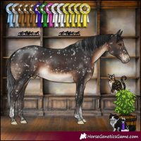 Horse Color:Brown Tobiano Appaloosa Rabicano
