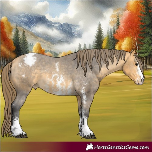 Horse Color:Buckskin Sabino Appaloosa 