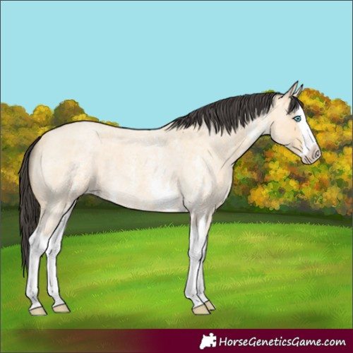 Horse Color:Buckskin Roan Sabino Splash 