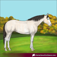 Horse Color:Buckskin Roan Sabino Splash 