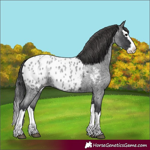 Horse Color:Blue Roan Splash Near Leopard