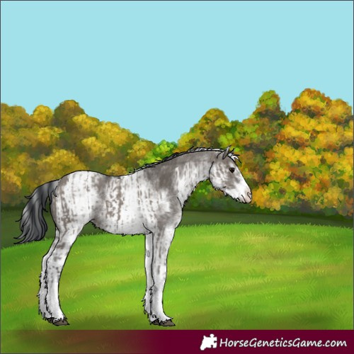 Horse Color:White Spotted Grullo Rabicano and White Spotted Grullo Rabicano