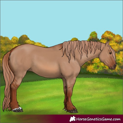 Horse Color:Red Dun