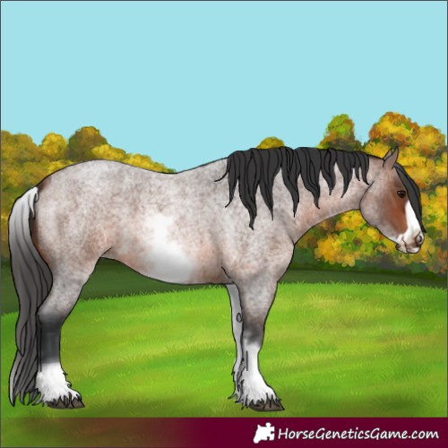 Horse Color:White Spotted Brown Roan Frame 