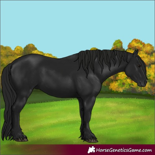 Horse Color:Gray Black 