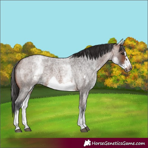 Horse Color:White Spotted Brown Roan Frame 