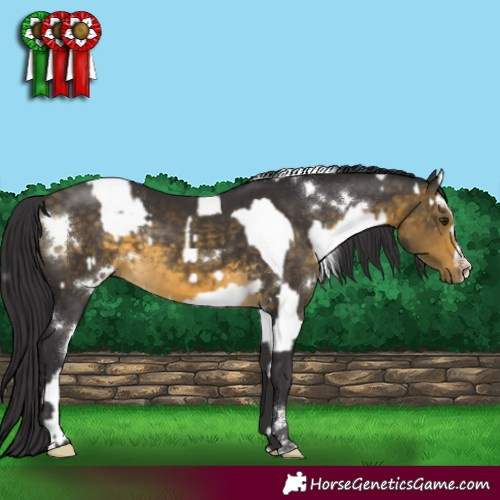 Horse Color:Buckskin Dun Sabino Frame Rabicano  and White Spotted Buckskin Sabino Rabicano 