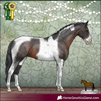 Horse Color:Brown Tobiano Frame and Brown Tobiano Frame Appaloosa
