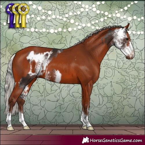 Horse Color:Silver Brown Sabino Appaloosa  and Silver Bay 