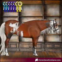 Horse Color:Silver Brown Sabino Appaloosa and Silver Bay
