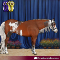 Horse Color:Silver Brown Sabino Appaloosa  and Silver Bay 