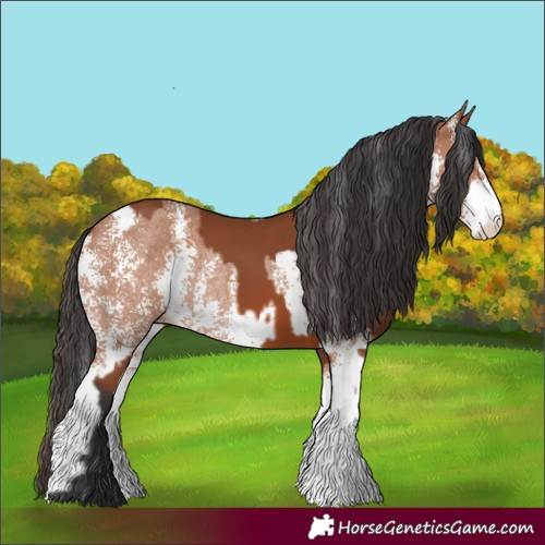 Horse Color:Bay Sabino Rabicano and Bay Sabino Rabicano