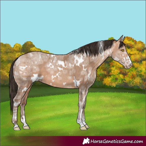 Horse Color:White Spotted Amber Champagne Ice 