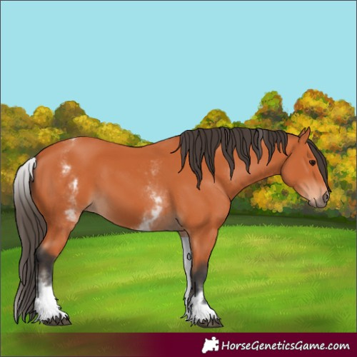 Horse Color:White Spotted Bay