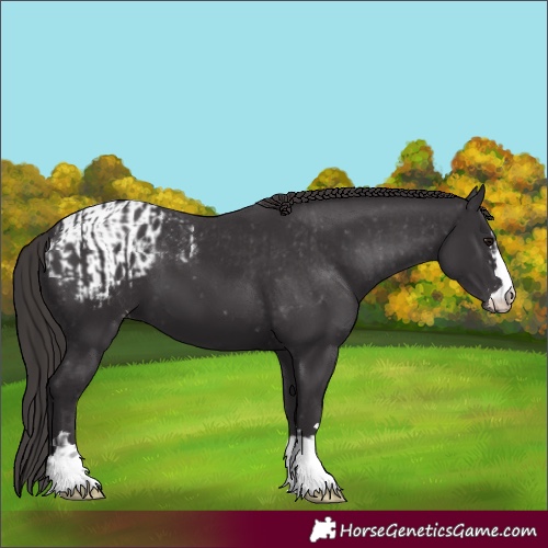 Horse Color:Smoky Black  and Smoky Black Blanket 