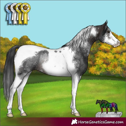 Horse Color:Brown Sabino Tobiano Rabicano 