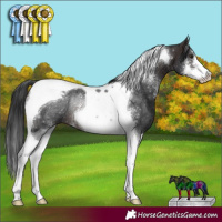 Horse Color:Brown Sabino Tobiano Rabicano 