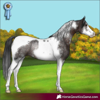 Horse Color:Brown Sabino Tobiano Rabicano 