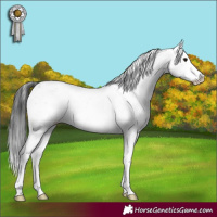 Horse Color:Brown Sabino Rabicano