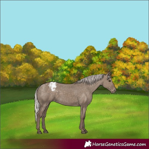 Horse Color:Silver Grullo Appaloosa 