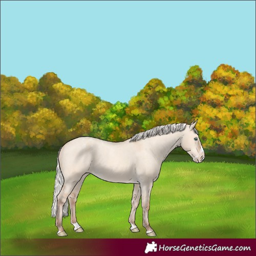 Horse Color:Silver Amber Champagne Dun Splash Appaloosa 