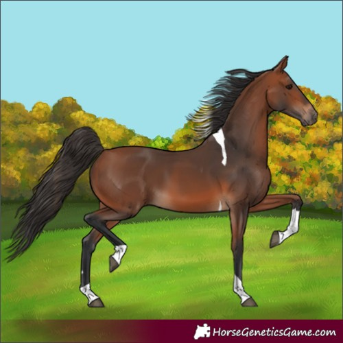 Horse Color:Bay Tobiano 