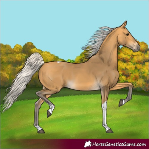 Horse Color:Silver Buckskin Tobiano Rabicano 