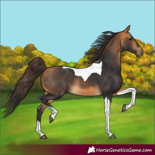 Horse Color:Buckskin Tobiano 