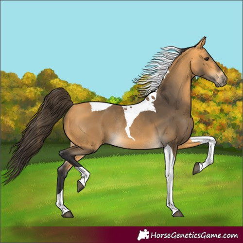 Horse Color:Buckskin Tobiano Rabicano 