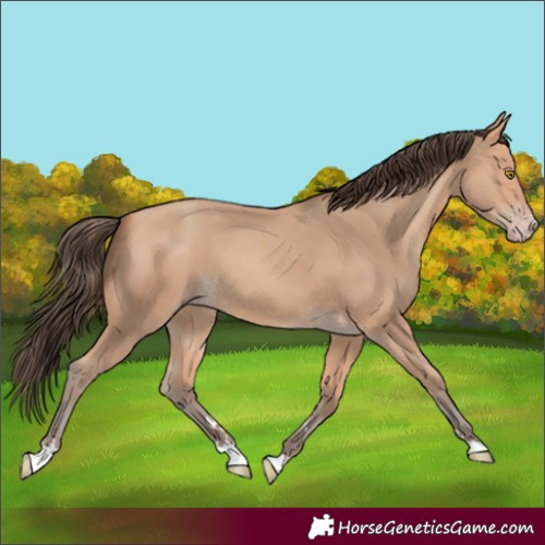Horse Color:Amber Champagne 