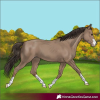 Horse Color:Classic Champagne