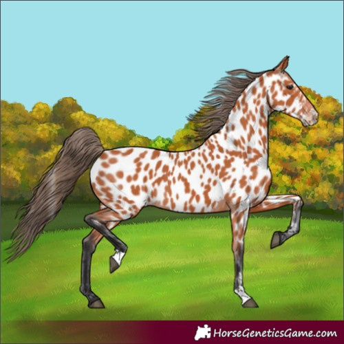 Horse Color:Bay Near Leopard 