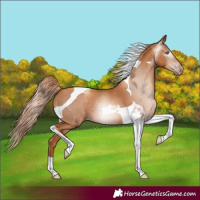 Horse Color:Gray Gold Champagne Tobiano Appaloosa 