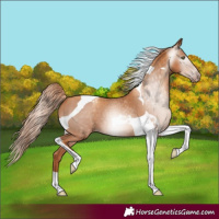 Horse Color:Gray Gold Champagne Tobiano Appaloosa