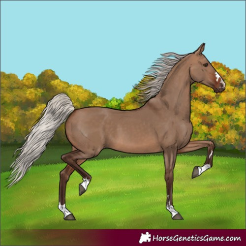 Horse Color:Silver Brown Dun 