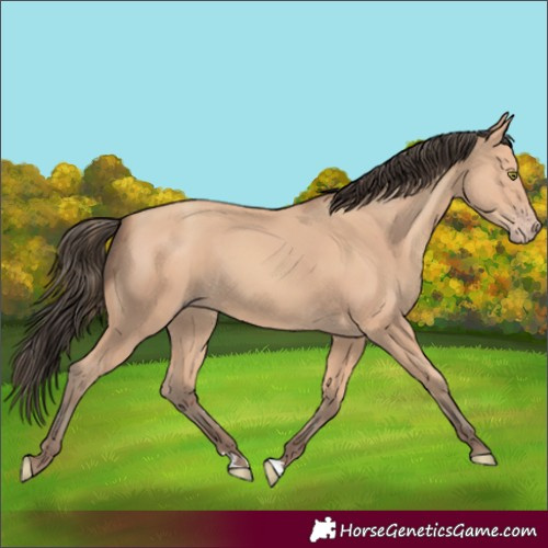 Horse Color:Amber Champagne 