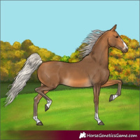 Horse Color:Silver Buckskin 
