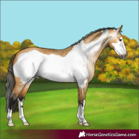 Horse Color:Gray Buckskin Dun Frame 