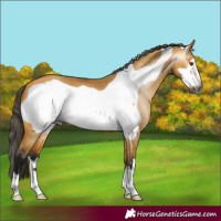 Horse Color:Gray Buckskin Dun Frame 