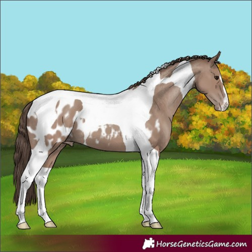 Horse Color:Classic Champagne Tobiano Appaloosa